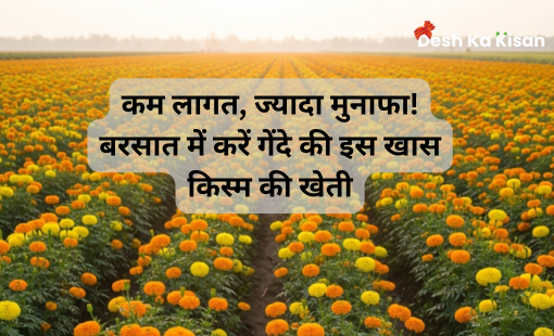 कम लागत, ज्यादा मुनाफा! बरसात में करें गेंदे की इस खास किस्म की खेती